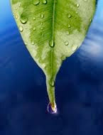 leaf